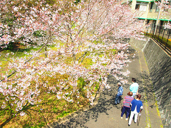 さくら見学