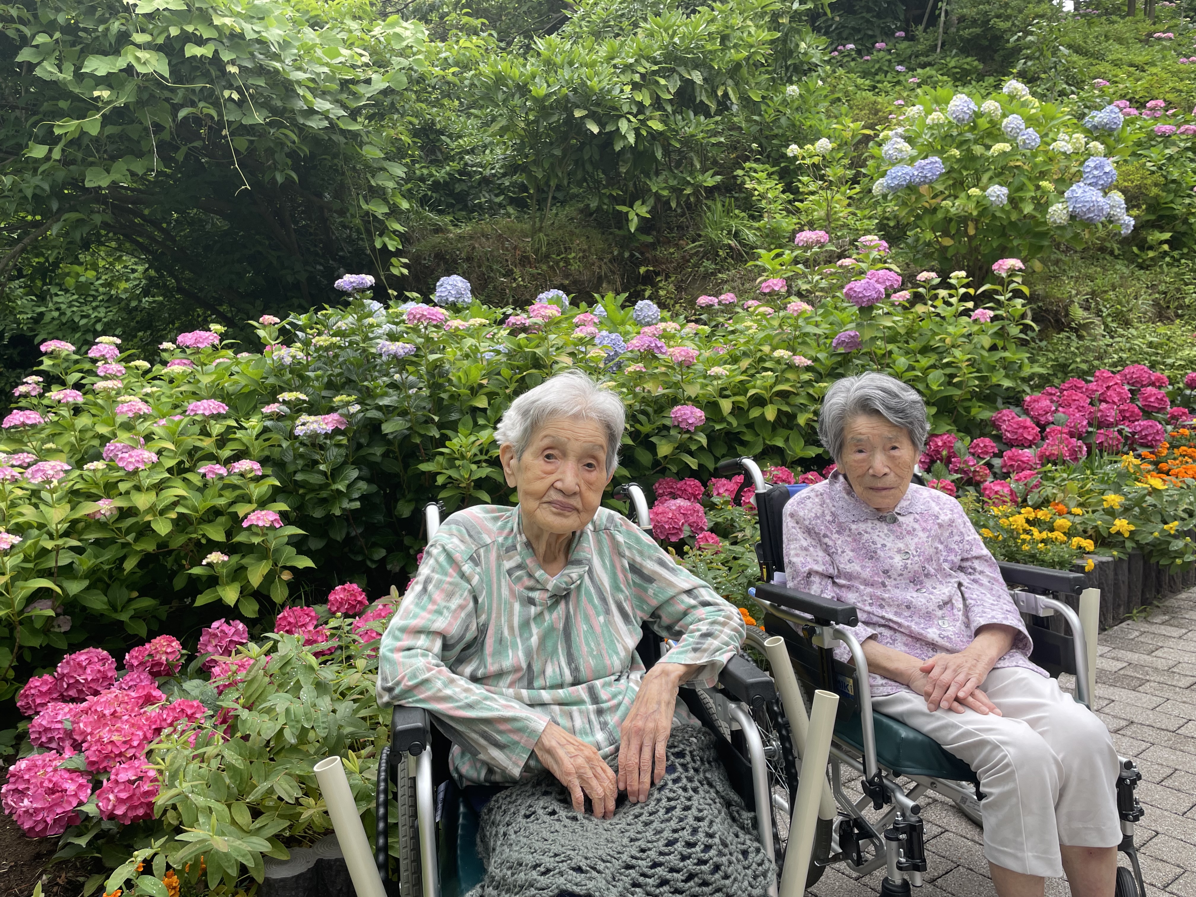 ほのぼの散歩 ～紫陽花～