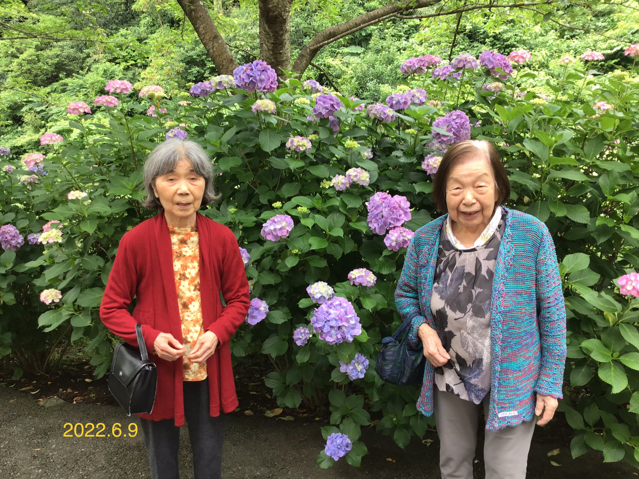 ほのぼの散歩 ～紫陽花～