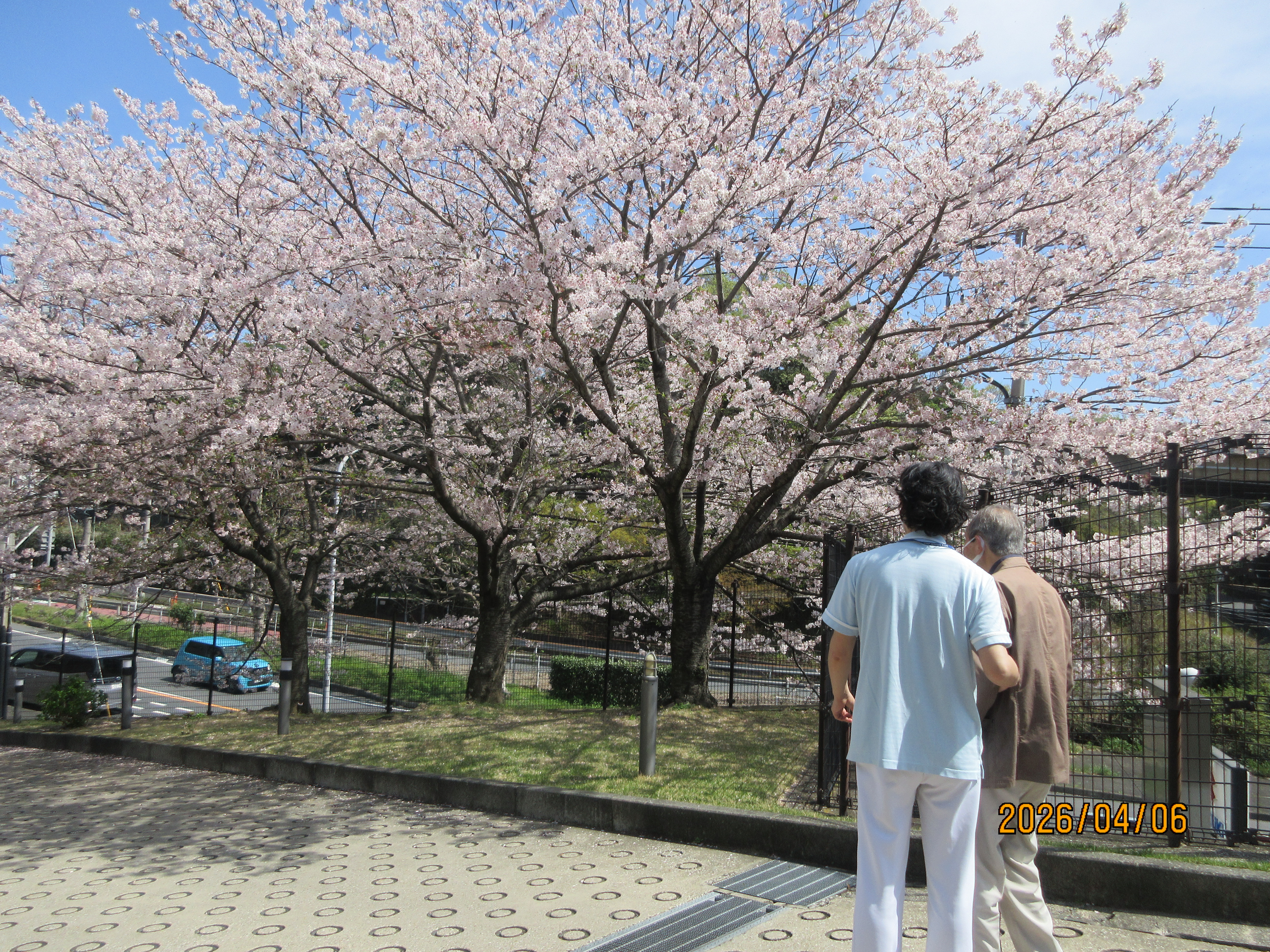 桜を見ながらリハビリ